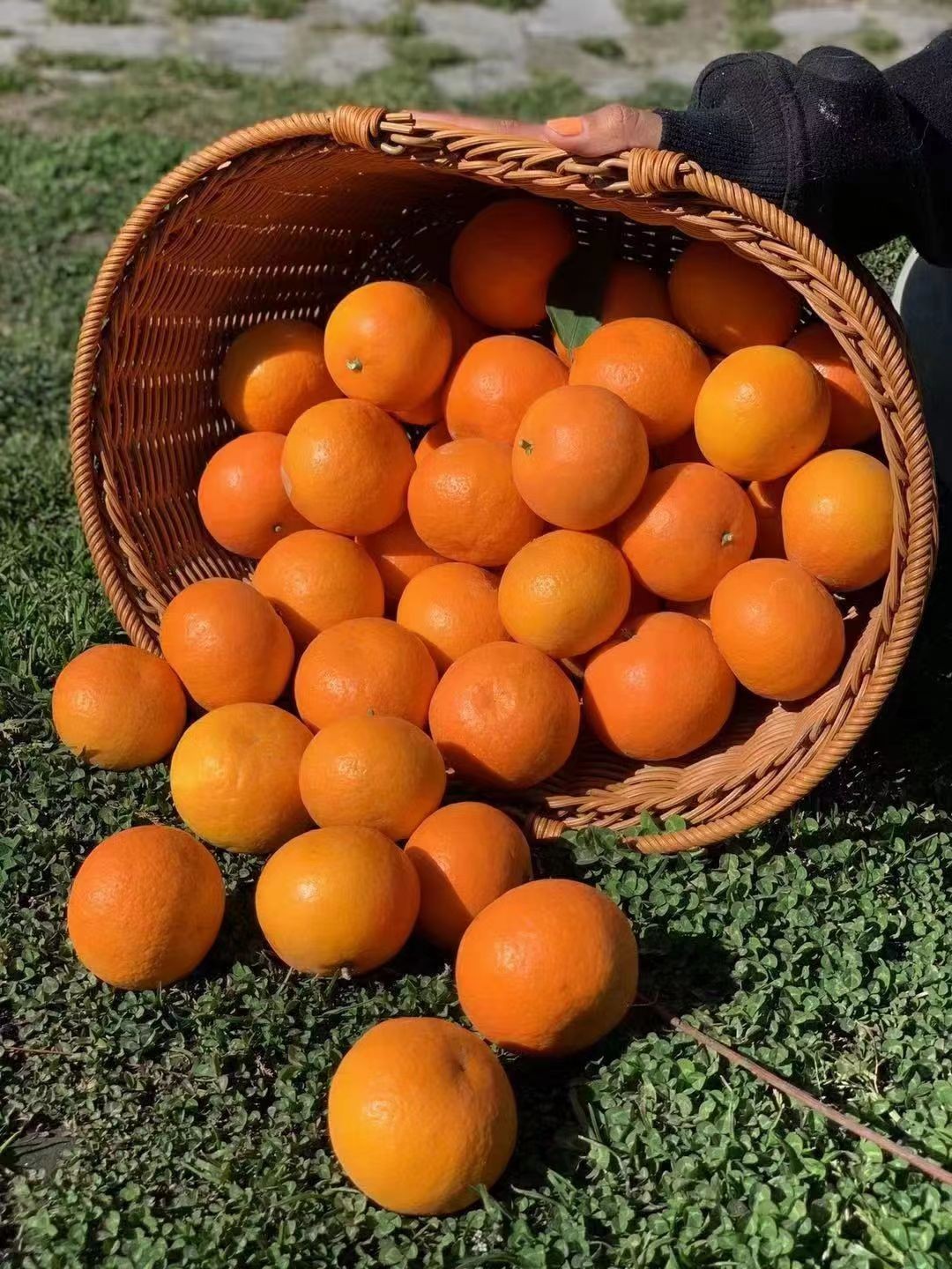 有机沃柑|云南顺丰直发