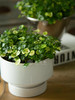 花叶铜钱草 商品缩略图0