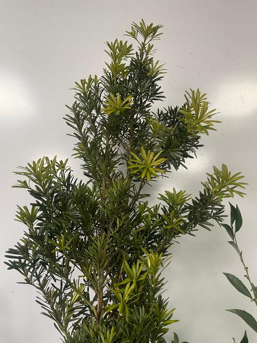 【叶材】（四季顺遂）罗汉松  约2枝/扎 商品图3