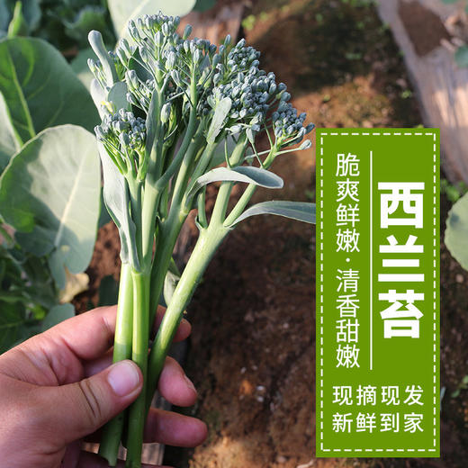 农家西兰苔  每日现摘   生态种植  新鲜脆嫩  口感清甜  焯水即食  300g 商品图0