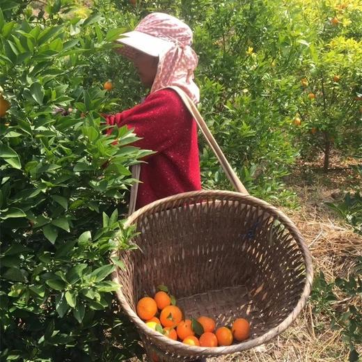 有机沃柑|云南顺丰直发 商品图3