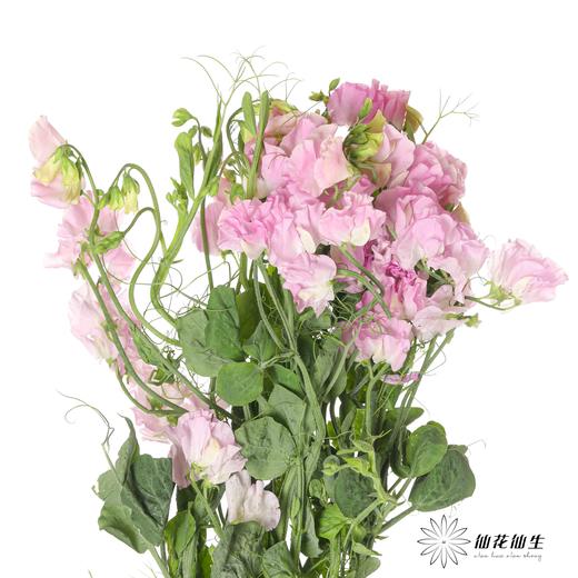配花 | 带叶香豌豆粉色（轻微掉瓣属于正常现象，没掉完不售后） 商品图2