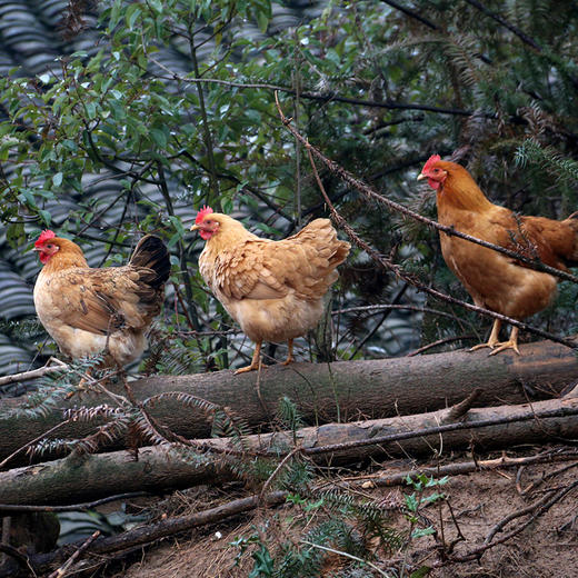 壹号餐桌大别山散养金蝉土母鸡1100g-1200g（带电子身份证)(1只装）+散养麻鸭1000g（1只装）冻品~ 商品图4