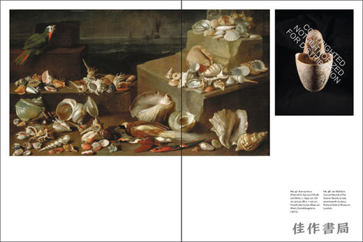 Conchophilia: Shells, Art, and Curiosity in Early Modern Europe / 贝壳癖：贝壳、艺术与早期现代欧洲的好奇心 商品图2