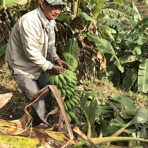 老实芭蕉 云南柠檬君生态种植芭蕉非香蕉不用除草剂甲醛催熟剂 商品图2