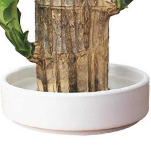 【点这里】巴西木水养格鲁特绿植盆栽 商品图7