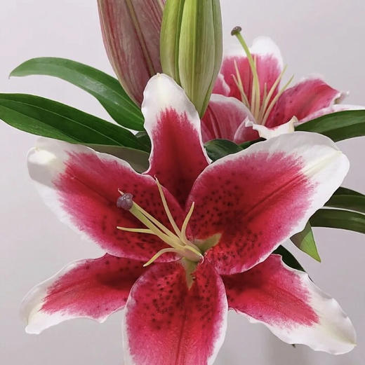 百合.国王 商品图2