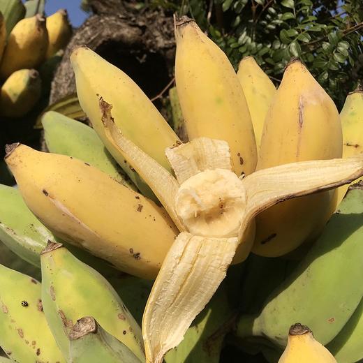老实芭蕉 云南柠檬君生态种植芭蕉非香蕉不用除草剂甲醛催熟剂 商品图1