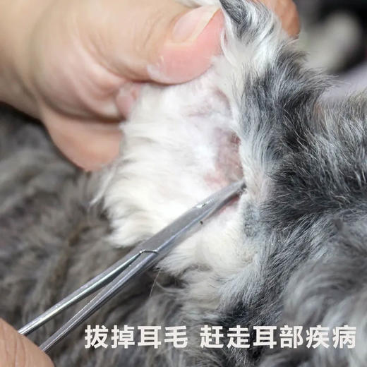 宠物免洗手套湿巾 美国爱肯宠物耳道清洁护理套装（送：爱肯耳液分装瓶+脱脂棉球） 商品图3