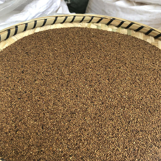 菟丝子 粒粒饱满，圆润质实，吐丝率高 常用规格 商品图1