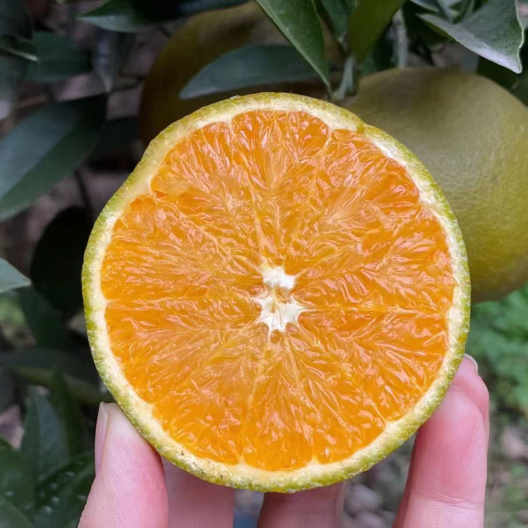 秭归黑美人棕橙，果肉细腻，清甜多汁，百分之99的人没有吃过~