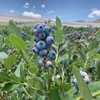 【顺丰空运】云南高原露天蓝莓，爽口多汁，营养丰富、富含花青素及维生素，水灵饱满，多汁清甜 商品缩略图3