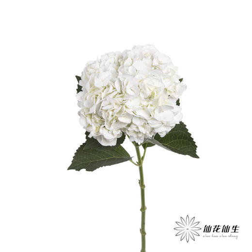 肯尼亚绣球 | 白色 ICE AGE 商品图0