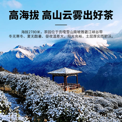 熊猫有礼特级正品四川甘孜雪域红茶女神礼盒 商品图5