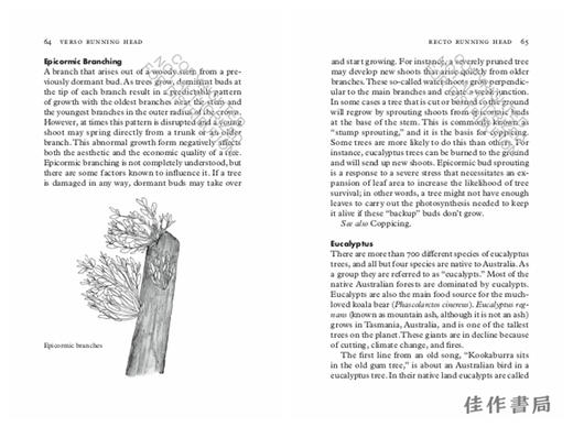 Treepedia: A Brief Compendium of Arboreal Lore / 树百科：树木知识简编 商品图2