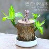【点这里】巴西木水养格鲁特绿植盆栽 商品缩略图3