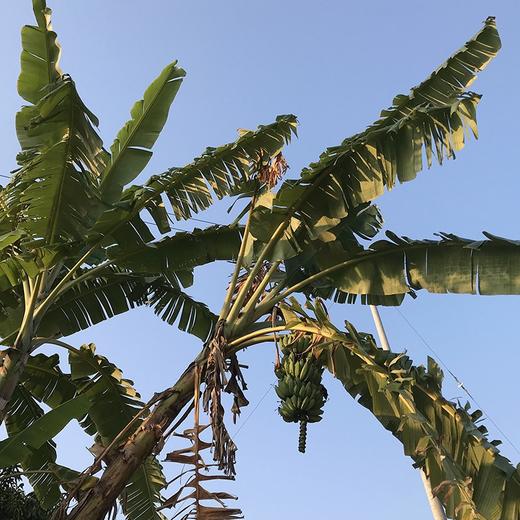 老实芭蕉 云南柠檬君生态种植芭蕉非香蕉不用除草剂甲醛催熟剂 商品图3