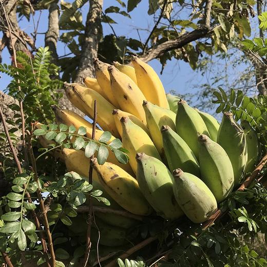 老实芭蕉 云南柠檬君生态种植芭蕉非香蕉不用除草剂甲醛催熟剂 商品图4