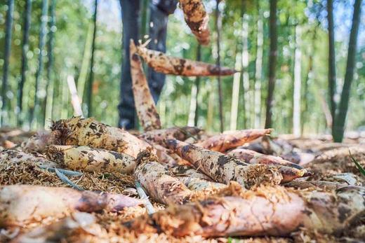 德清春笋5斤，江浙沪包邮 商品图3