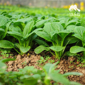 生态小松菜 | 绿家自产* Eco-komatsu dish | Self-production