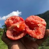 普罗旺斯水果西红柿 | 山人优选【京东包邮】沙甜可口，汁水丰盈！农家良心食材、无催红、无农药、无残留 商品缩略图0