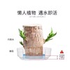 【点这里】巴西木水养格鲁特绿植盆栽 商品缩略图1