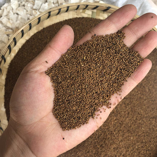 菟丝子 粒粒饱满，圆润质实，吐丝率高 常用规格 商品图3