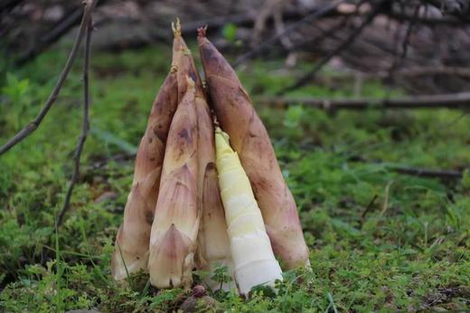 德清春笋5斤，江浙沪包邮 商品图1