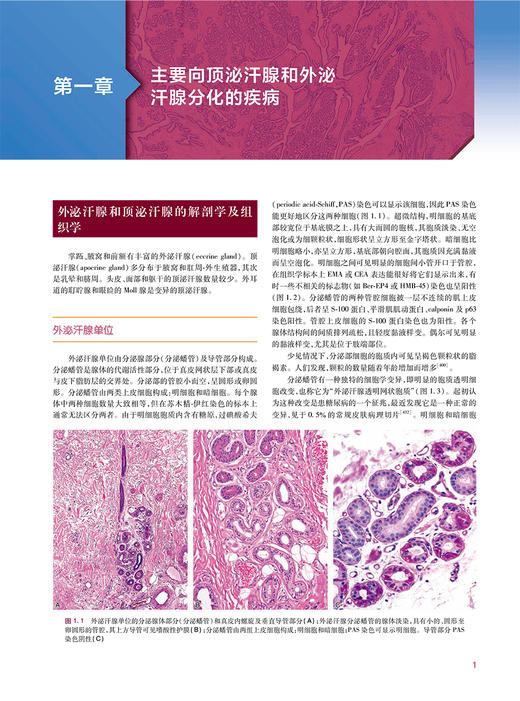 皮肤附属器肿瘤 张韡 曾学思主译 皮肤附属器肿瘤分类和相关病变 解剖组织胚胎学基础 毛囊分化疾病 人民卫生出版社9787117342216 商品图4