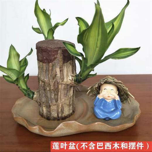 【点这里】巴西木水养格鲁特绿植盆栽 商品图11