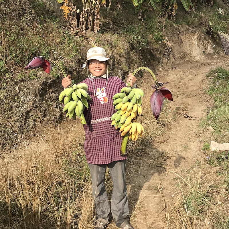 老实芭蕉 云南柠檬君生态种植芭蕉非香蕉不用除草剂甲醛催熟剂