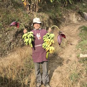 老实芭蕉 云南柠檬君生态种植芭蕉非香蕉不用除草剂甲醛催熟剂