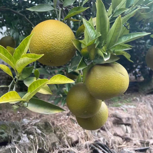 秭归黑美人棕橙，果肉细腻，清甜多汁，百分之99的人没有吃过~ 商品图4