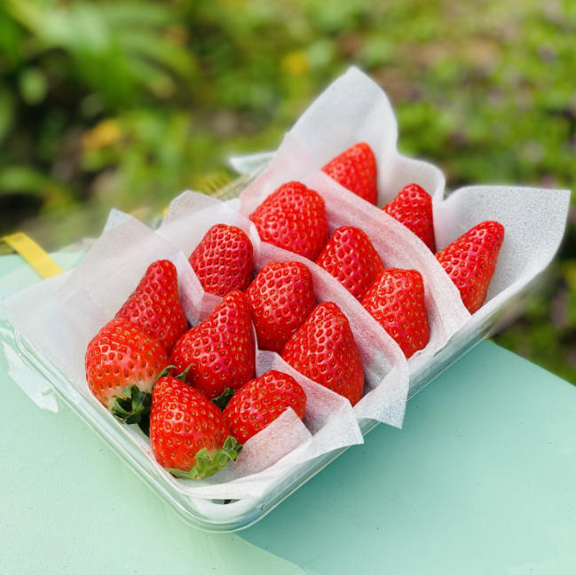 青岛佳垦草莓|日本种植方式的顶尖草莓♥️日本权威专家岩男吉昭全程指导呵护，全程按照日本佳特式草莓种植技术标准，日式水肥管理，蜜蜂授粉，果形均匀，全程无任何激素、头茬新果（草莓不可邮寄！！！）