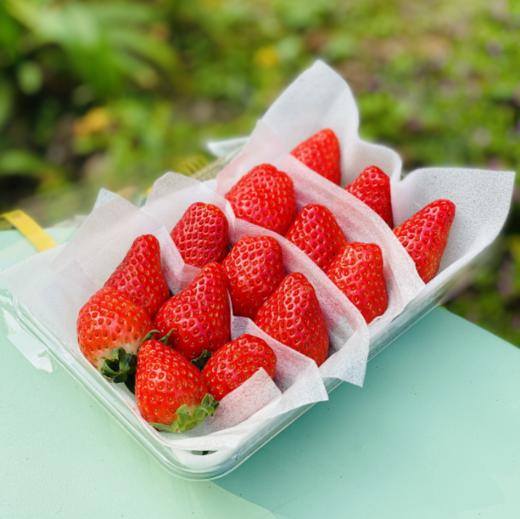 青岛佳垦草莓|日本种植方式的顶尖草莓♥️日本权威专家岩男吉昭全程指导呵护，全程按照日本佳特式草莓种植技术标准，日式水肥管理，蜜蜂授粉，果形均匀，全程无任何激素、头茬新果（草莓不可邮寄！！！） 商品图0