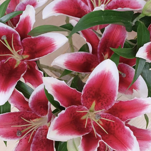 百合.国王 商品图1