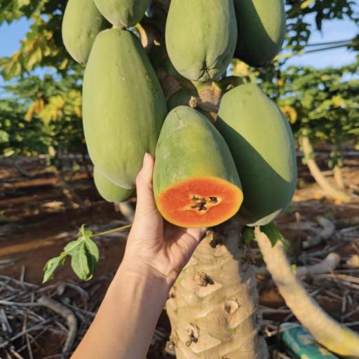 【红心木瓜】香甜多汁、果肉细腻、入口即化，好吃正当季！ 商品图6