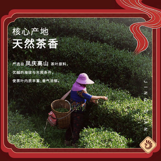 【国馆专属】凤牌红茶 茶叶 云南滇红经典58金芽工夫红茶 商品图4