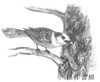 Birdpedia: A Brief Compendium of Avian Lore / 鸟类百科：鸟类知识简编 商品缩略图4