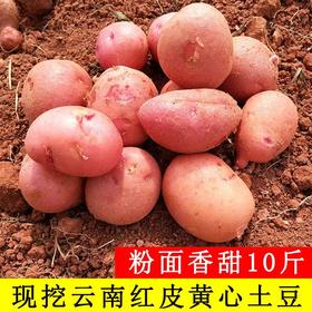 【助农】云南傣族老品种红皮黄心土豆5斤装/9斤装（富硒）