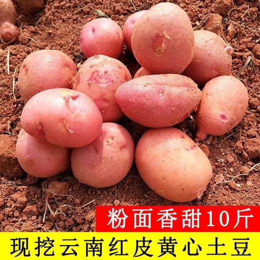 【助农】云南傣族老品种红皮黄心土豆5斤装/9斤装（富硒） 商品图0