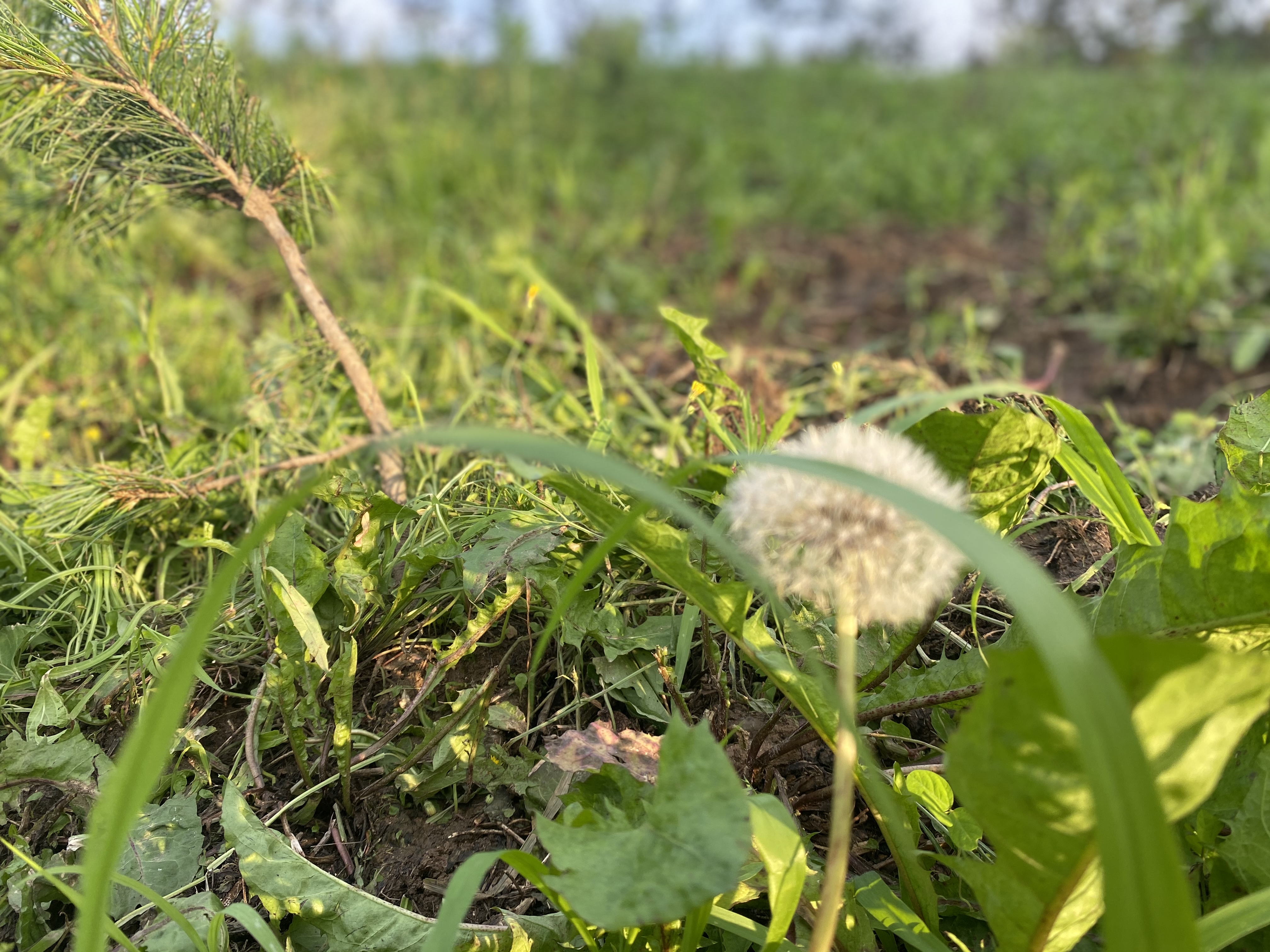 长白山野生蒲公英根,有机认证 - 享纯真