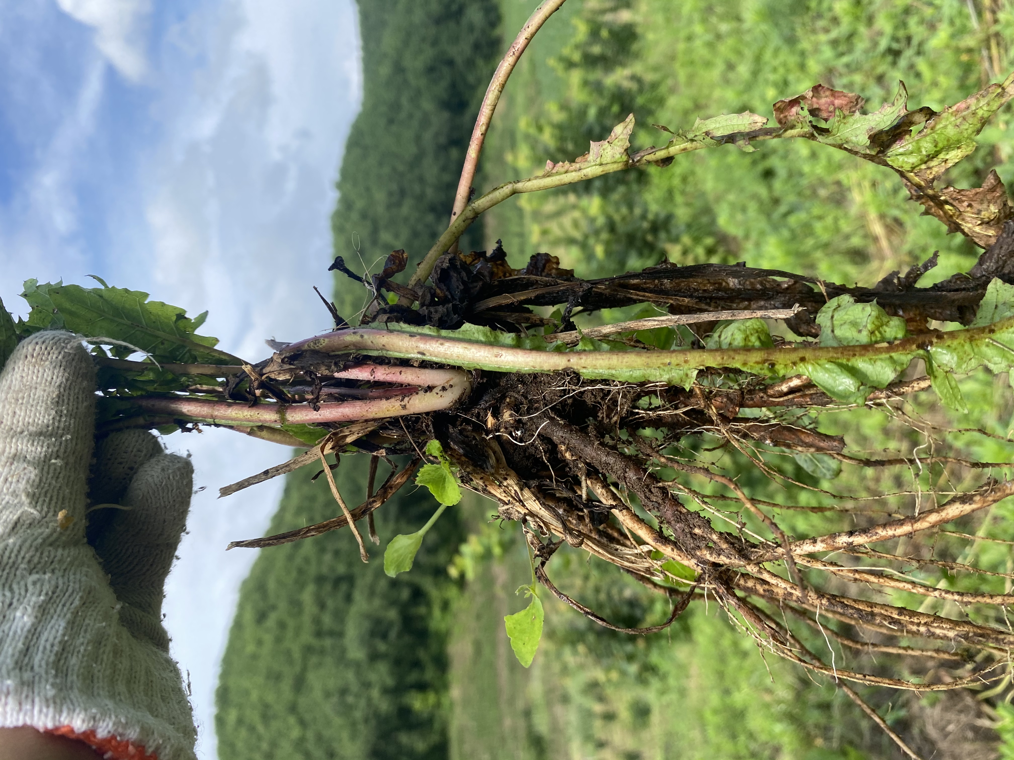 长白山野生蒲公英根,有机认证 - 享纯真