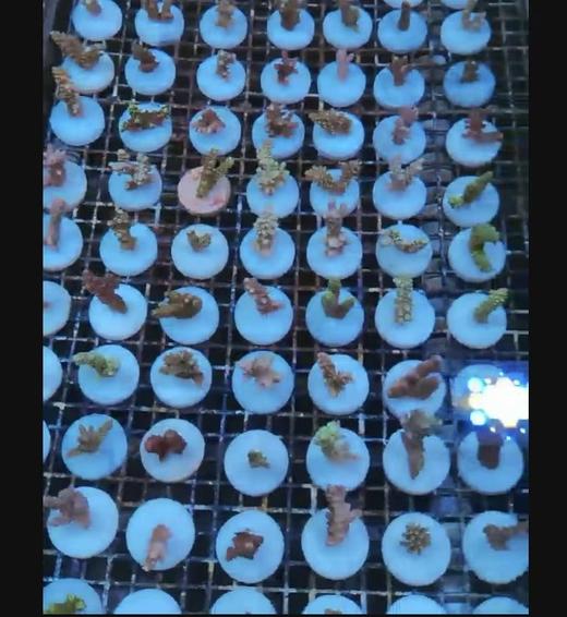 新手试水断枝 商品图0