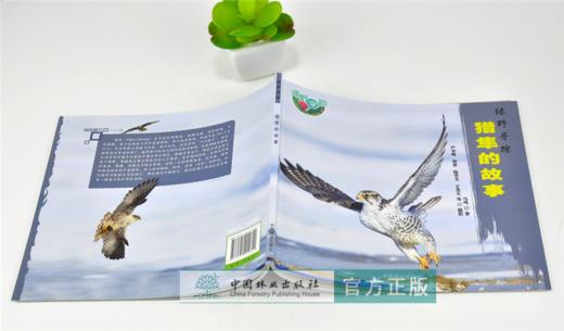 猎隼的故事 绿野仙踪 0260 马鸣 著 猎隼知识 隼类特征 生态习性 繁殖后代 捕食策略 保护 少儿科普读物 中国林业出版社 畅销书 商品图4
