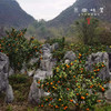 【8.5折】生态沃柑（基地直发—顺丰包邮） | 3斤/5斤/9斤，来自桂林阳朔，种植者：毛矿林，【合作生产，公平贸易】 商品缩略图6