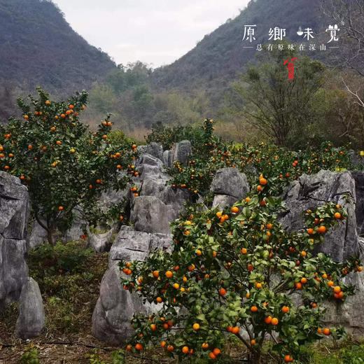 【8.5折】生态沃柑（基地直发—顺丰包邮） | 3斤/5斤/9斤，来自桂林阳朔，种植者：毛矿林，【合作生产，公平贸易】 商品图6