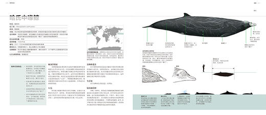 图说鲸类百科 全面系统有趣的鲸类百科全书90个鲸类物种全收录 商品图2