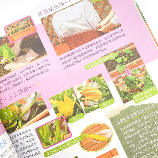 阳台小菜园 手把手教你阳台种菜 商品图2