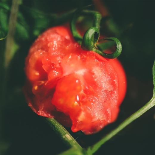 西红柿普罗旺斯沙瓤新鲜自然熟 儿时味道好吃水果西红柿番茄4.5斤 商品图2